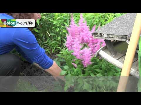 how to transplant astilbe