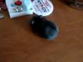 Biggie Smallz