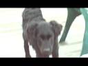 videos de TheCrazyPuppy.mpg