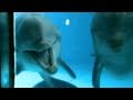 CNN: Dolphins see themselves in mirror