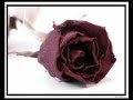 Ridan - Les fleurs