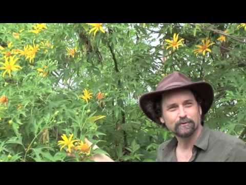 how to administer juniper oil