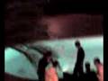 videos de PAZZO TERNANO SI GETTA IN PISCINA