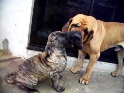 fila brasileiro