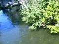 paddle boat in julia davis