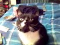 My cat