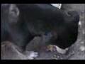 firulais comiendo a su victima