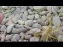 Camel spider