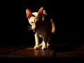 dog-m2-test.html
