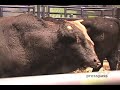 Professional Bull Riding at MSG Professional Bull Riding at MSG