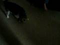 videos de Neptune chasing laser light