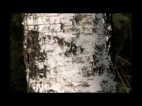 how to whiten birch bark