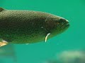 Fish Physiology and Genomics Research in Idaho
