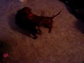 Diesel VS the Blanket Monster