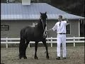 Cori (Friesian mare Wander x Lute),  2003 keuring