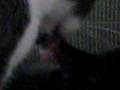 videos de Smokey and Harry