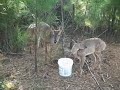 Fawn Release 2008 Clip 1 - Before Release- Paws, Inc Fawn Release 2008 Clip 1 - Before Release- Paws, Inc