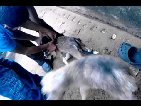 perro de pelea cordobes