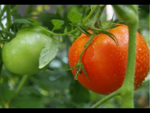 how to grow award winning tomatoes
