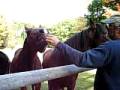videos de Horse family argues over apples