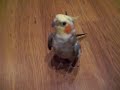 My cockatiel (korella)\"Lora\" parts 5