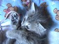 Sleepy, playful kitten