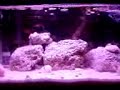small tank but kool