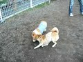 柴犬動画
