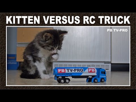 Small Cat vs RC Car / Kitten vs RC Truck