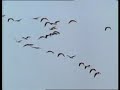 A Very Charlie Christmas/bird doco