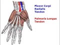 Landmarking around the Carpal Tunnel