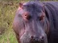bbc: big cat uncut: leopard versus hippo?