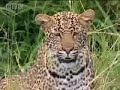 bbc: big cat uncut: leopard versus hippo?