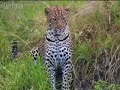 bbc: big cat uncut: leopard versus hippo?