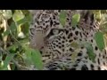 Leopard-vs-hippo-BBC