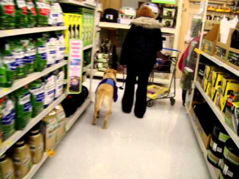 how to train psychiatric service dog
