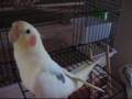 Crazay Yellow Cockatiel!