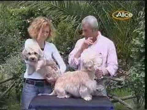 la razza Dandie Dinmont Terrier