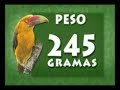 Passeio Animal - Tucano