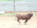 Y19 yearling bucking bull