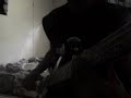 Maximum the Hormone-Bikini Sport PONCHIN bass cover