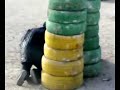 Bahrain Paintballing