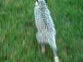 hejlik backyard possum