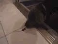 Puppy Vs. a Modern Day Raptor!!!!