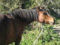 Mt. Lyford Horses
