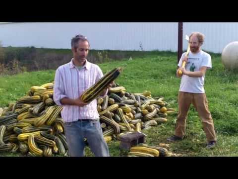how to collect zucchini seeds