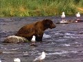 bear video in slow motion