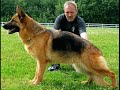 Best dogs