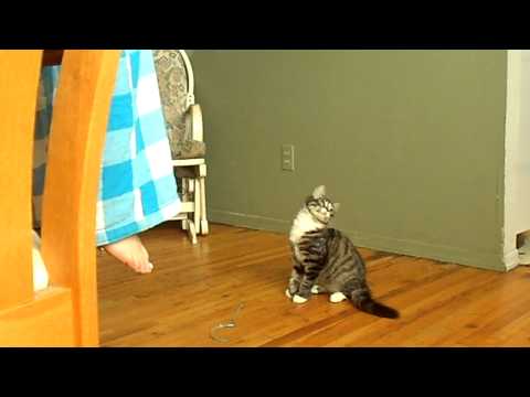 Cute video cats 