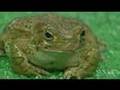 KC Man Accused Of Toad Licking